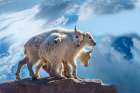 USA-Colorado-Mt Evans Mountain goat babies on rock Art Print